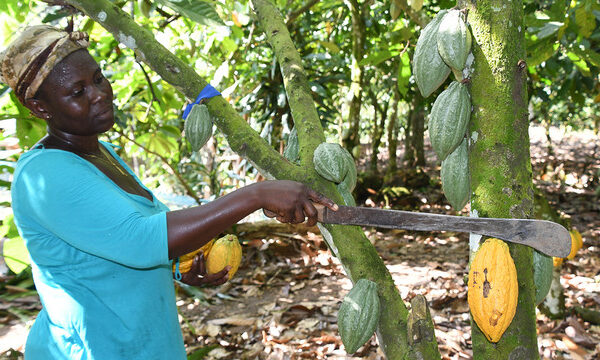 Historic 129% Cocoa Price Increase Boosts Ghanaian Farmers, All of A Sudden