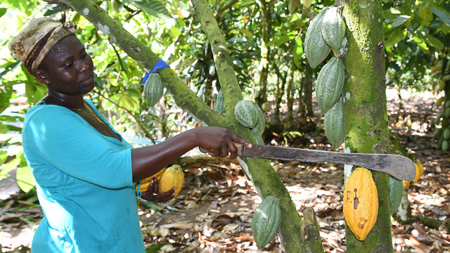 Historic 129% Cocoa Price Increase Boosts Ghanaian Farmers, All of A Sudden