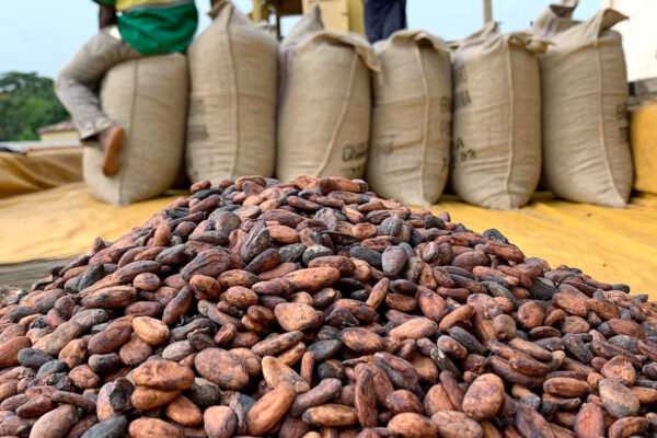 Ghana’s Cocoa Crisis: Failed Harvests, Rising Concerns and the Global Repercussions of losses