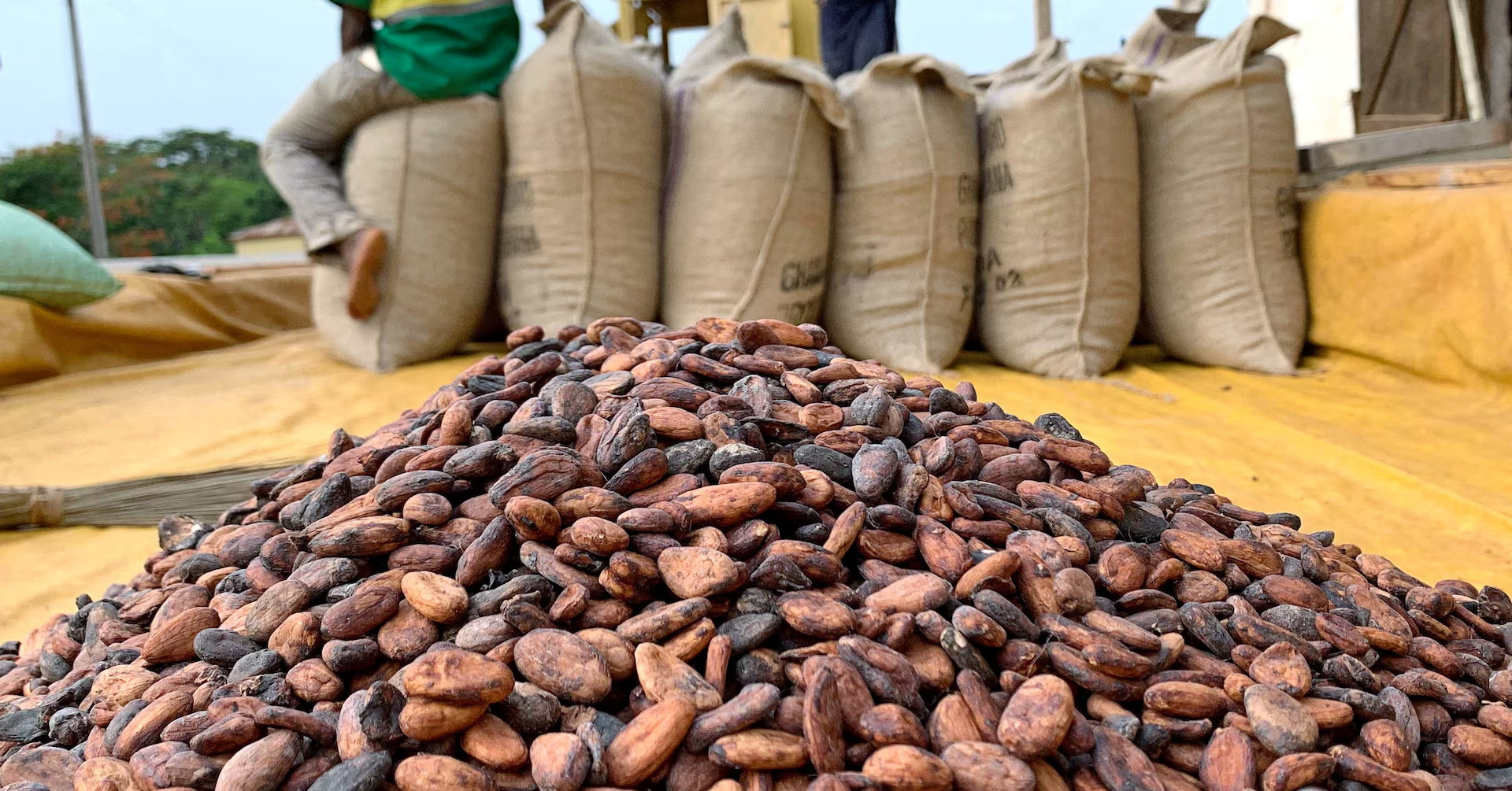 Ghana’s Cocoa Crisis: Failed Harvests, Rising Concerns and the Global Repercussions of losses